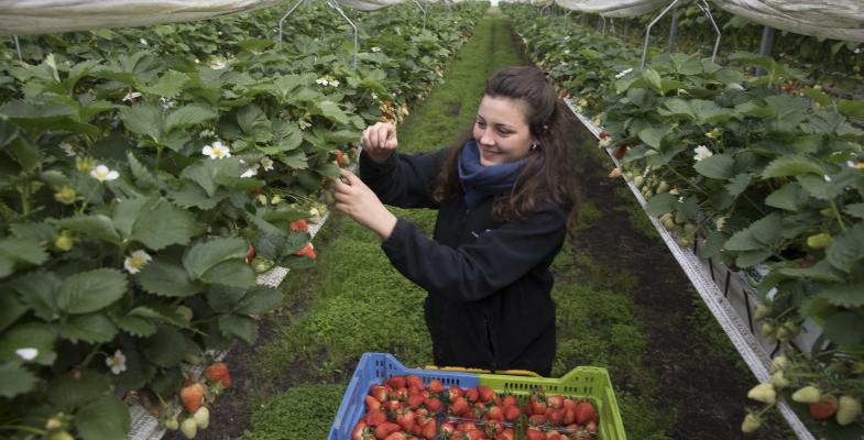 Floriane Laville, productrice de fraises