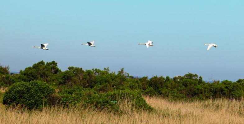 Réserve naturelle - Le Teich