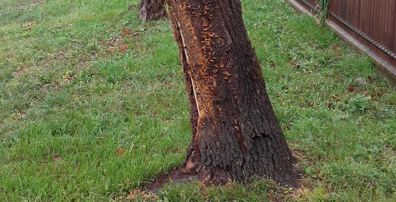 Stereum hirsutum sur chêne