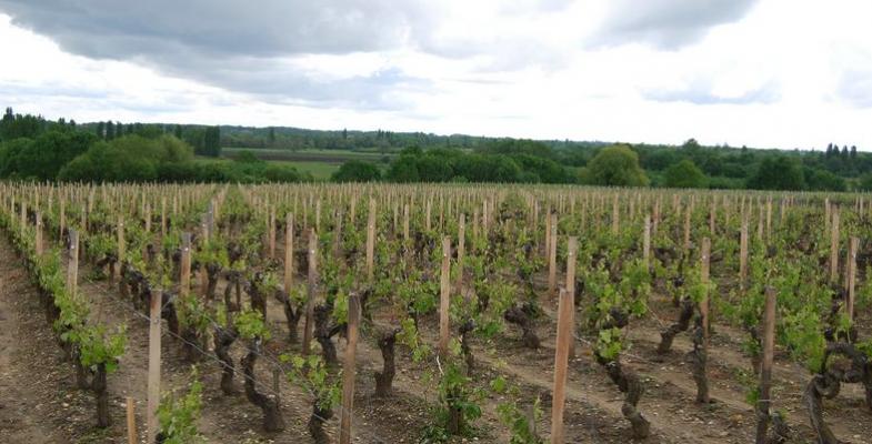 Les vallons marécageux - ici, celui du chenal de la Calupeyre - et leurs boisements succèdent au paysage de vignoble - Saint-Estèphe 