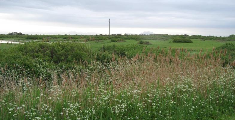 Milieux humides des marais au bord de la RD1215 - Soulac-sur-Mer 