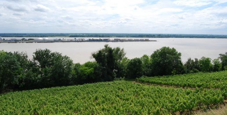 Les coteaux calcaires de la corniche de Gironde offrent les conditions idéales pour la viticulture - Saint-Seurin-de-Bourg 
