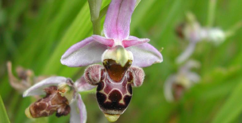 Ophrys scolapax
