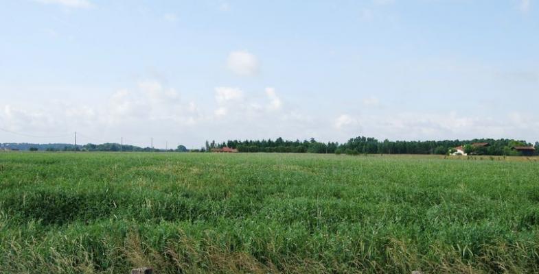 Les vastes cultures révèlent la morphologie de la terrasse - Loupiac-de-la-Réole 