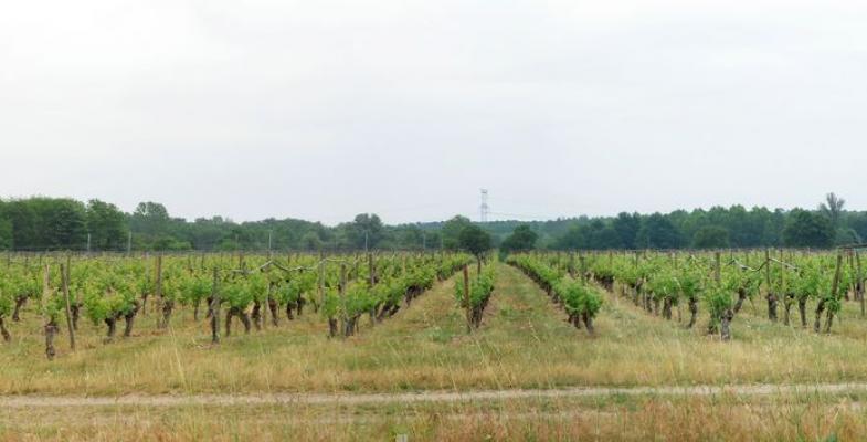 A Saint-Médard-d’Eyrans, de grandes parcelles de vignes encadrées de boisements