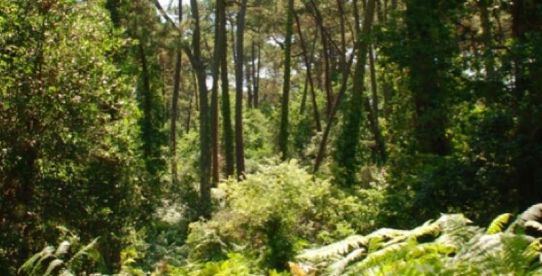 Atlas des paysages - Arcachon