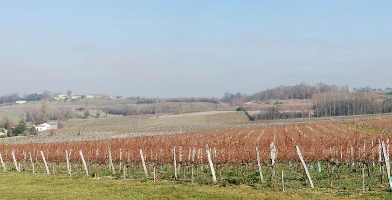 Les collines se succèdent, couvertes de vignes et coiffées de quelques boisements - Berson 