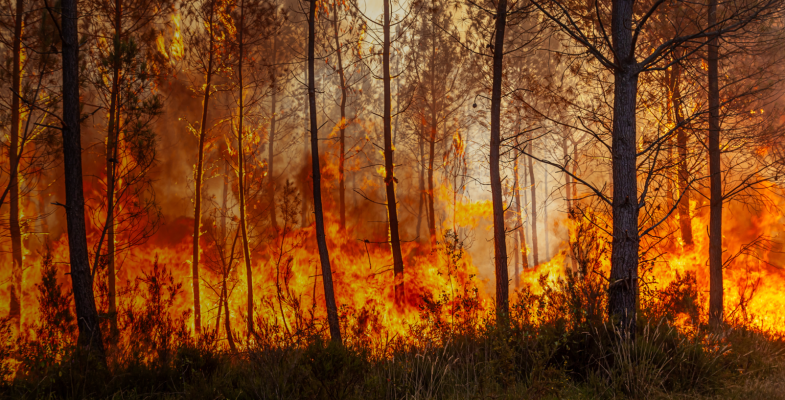 forêt en feu