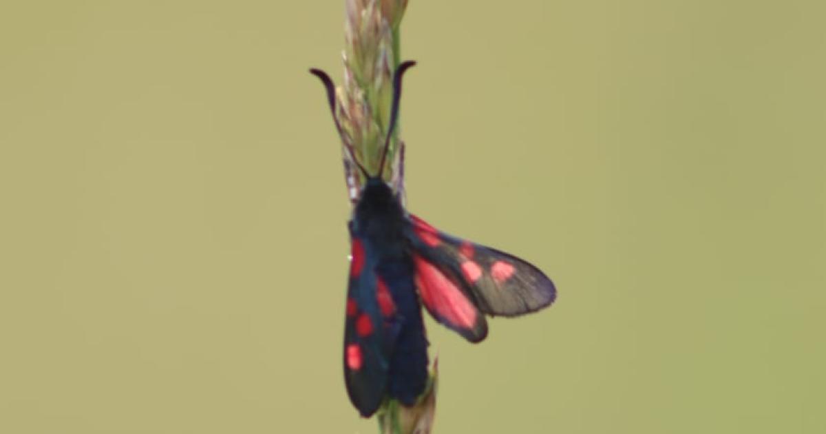 En quête d'insectes