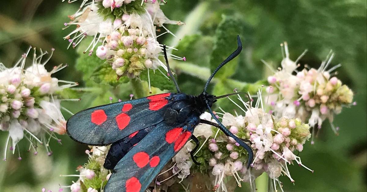 Dur labeur pour les pollinisateurs
