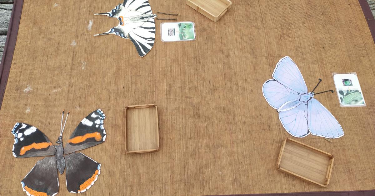 Certes pour tout petits - Vole, vole papillon