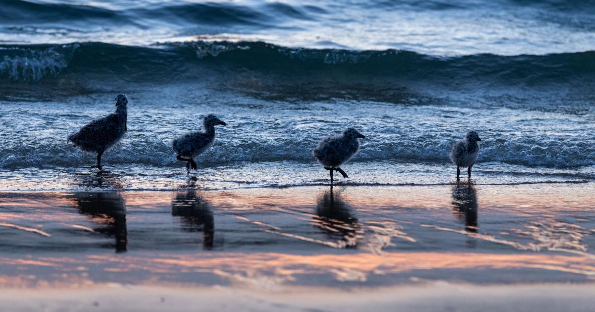 Oiseaux nicheurs