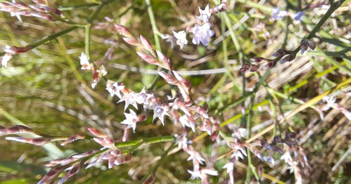 Flore des prés salés