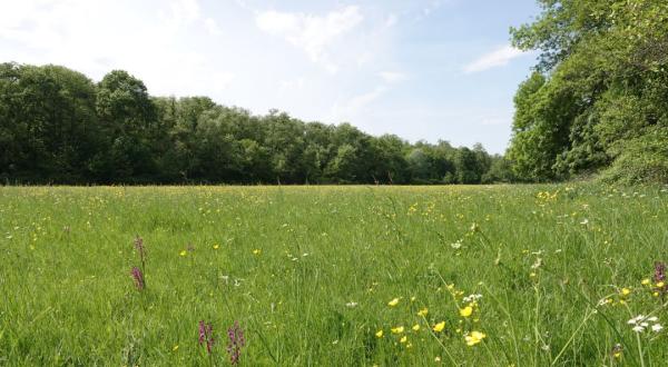 Photo de la parcelle agricole de Beautiran