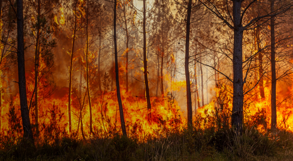 forêt en feu