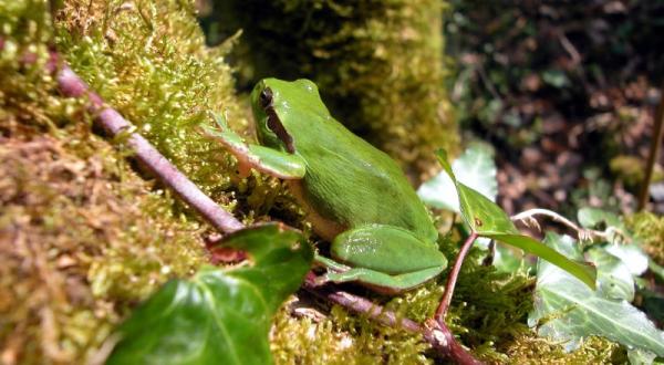 opération fréquence grenouille