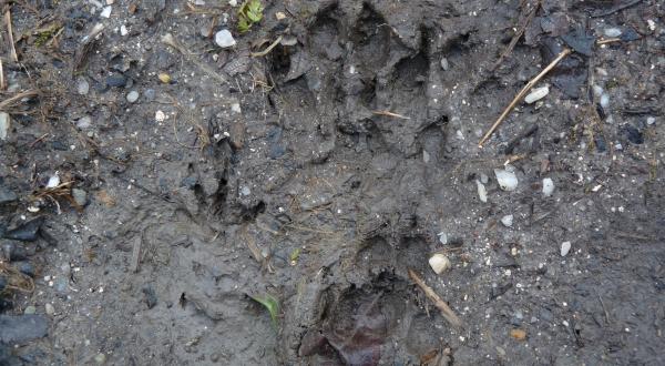 Empreintes dans le marais