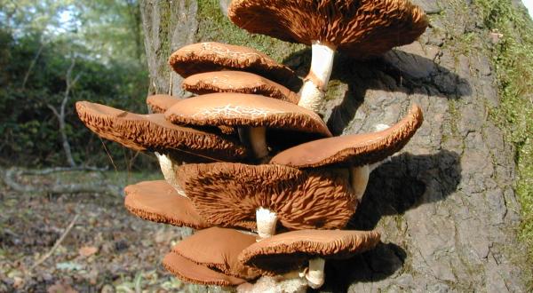 Réserve Naturelle Nationale des marais de Bruges