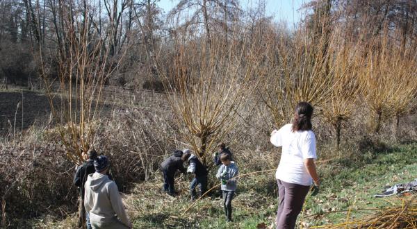 Chantier de taille en têtard