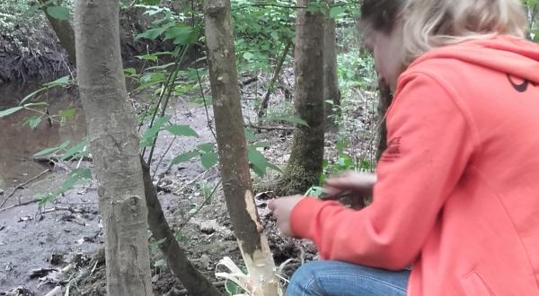 Annelage de l'Erable à feuille de frêne