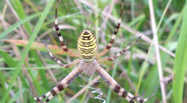 Argiope frelon