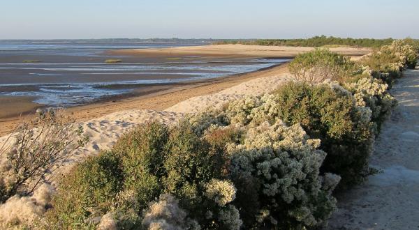 vasières sur le bassin d'Arcachon