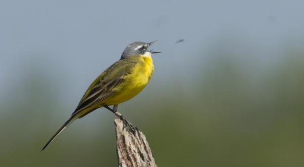 Bergeronette printanière