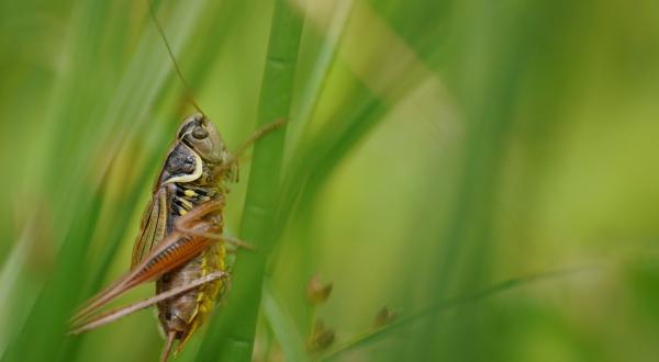 Decticelle bariolée