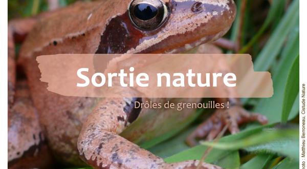 Drôles de grenouilles !