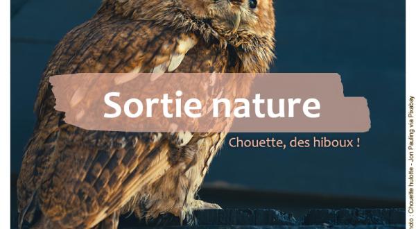 Chouette des hiboux - Cistude Nature