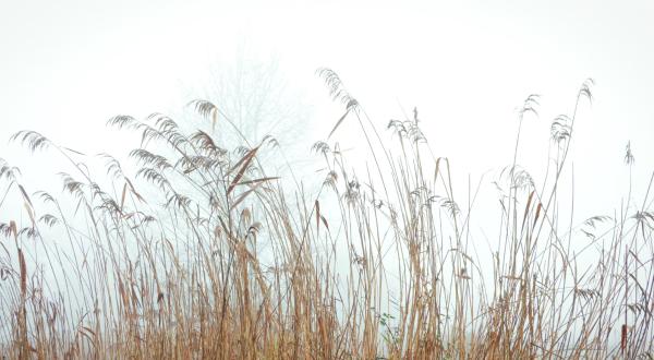 Roseaux dans le brouillard
