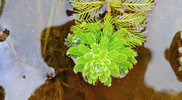 Myriophylle du Brésil dans un fossée du marais
