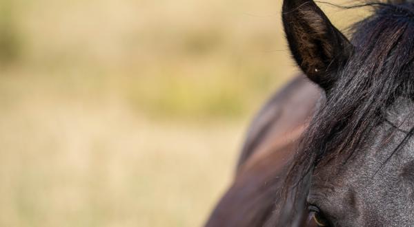 Portrait d'un Poney landais