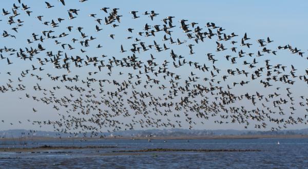 Bernache Cravant en vol