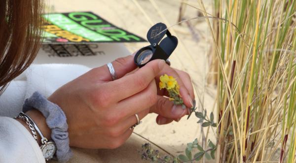 Linaire à feuille de thym