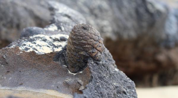 Pomme de pin fossilisée