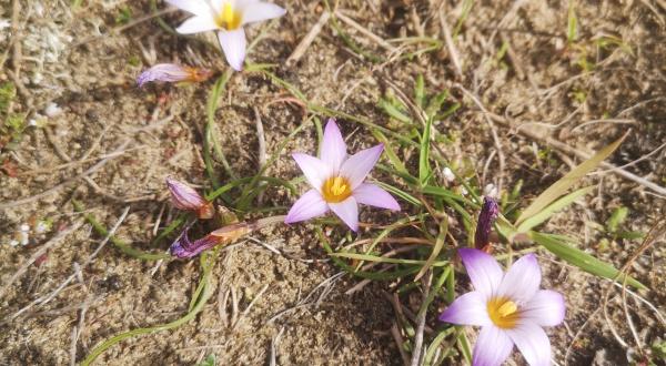 Romulée de Provence