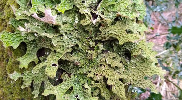 Lobaria pulmonaria