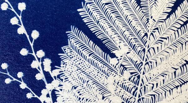 cyanotypes