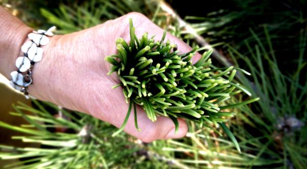 main et aiguille de pins