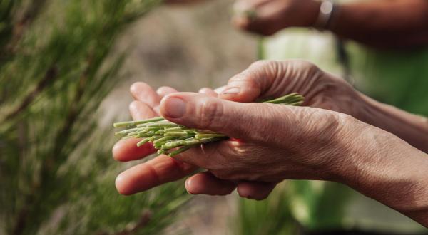 main et aiguille de pins
