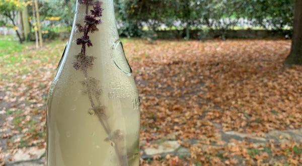 boutielle avec boisson fermenté