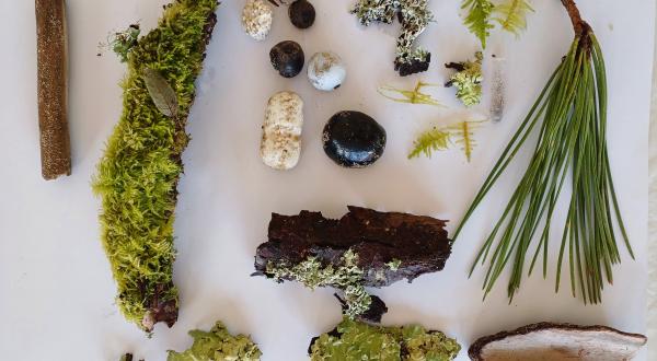 trésors de la nature (aiguilles de pins, mousses, coquillages...)