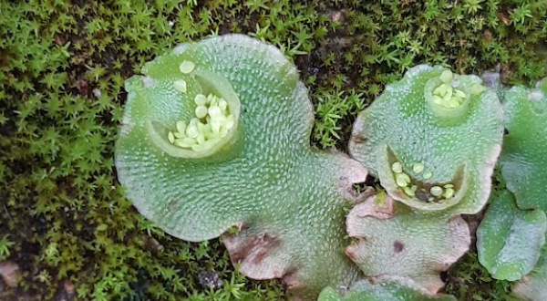 Corbeilles de propagation