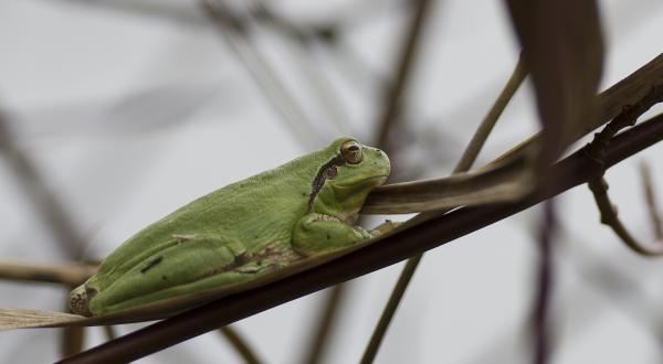 Rainette méridionale