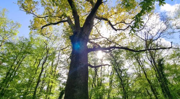 Bain de forêt