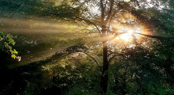Bain de forêt