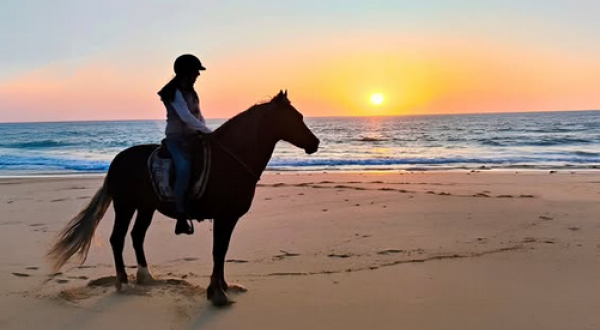 sunset plage cheval