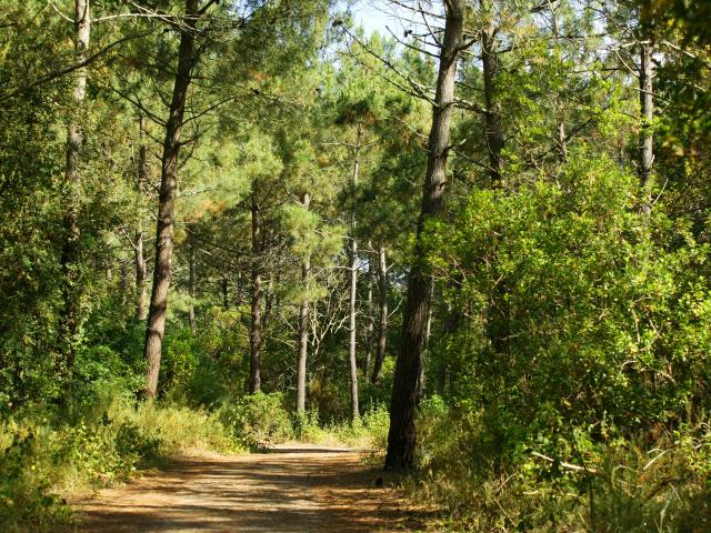 chemin dans une foret de pins en Gironde
