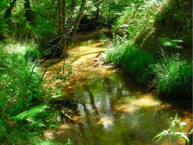 ruisseau avec forêt galerie 